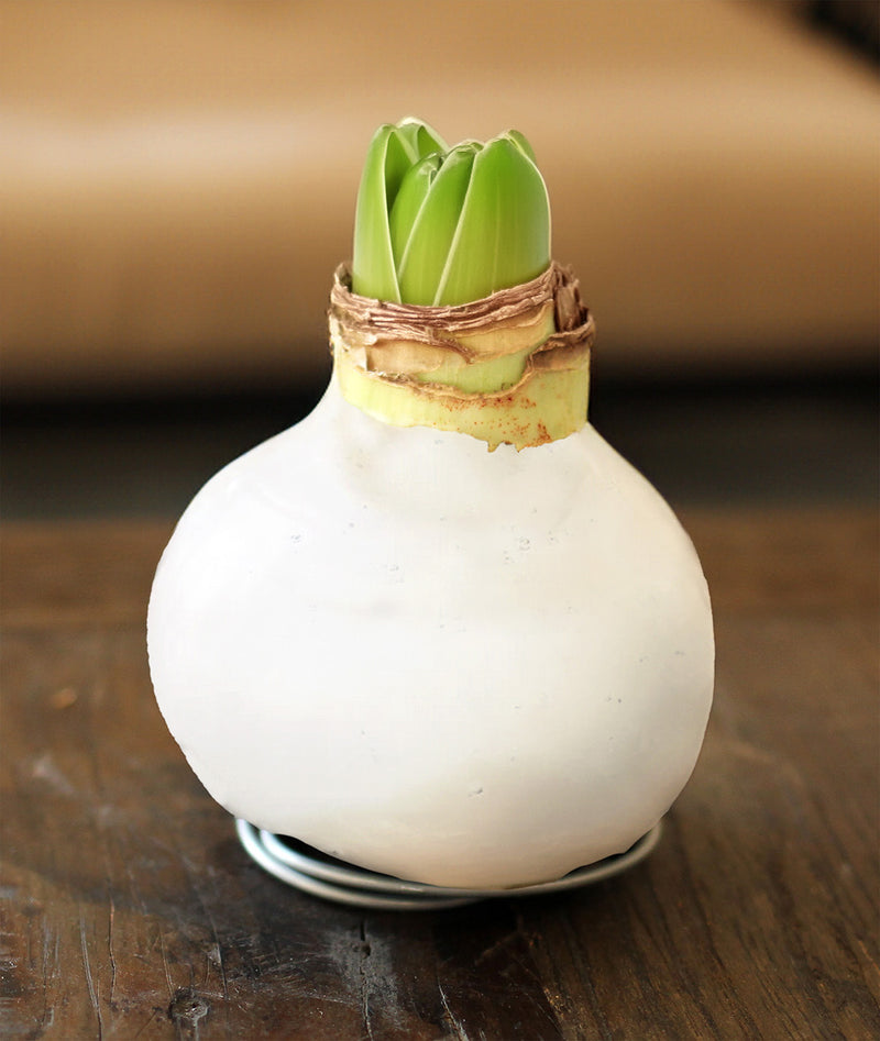 White Waxed Amaryllis Bulb with White Flower