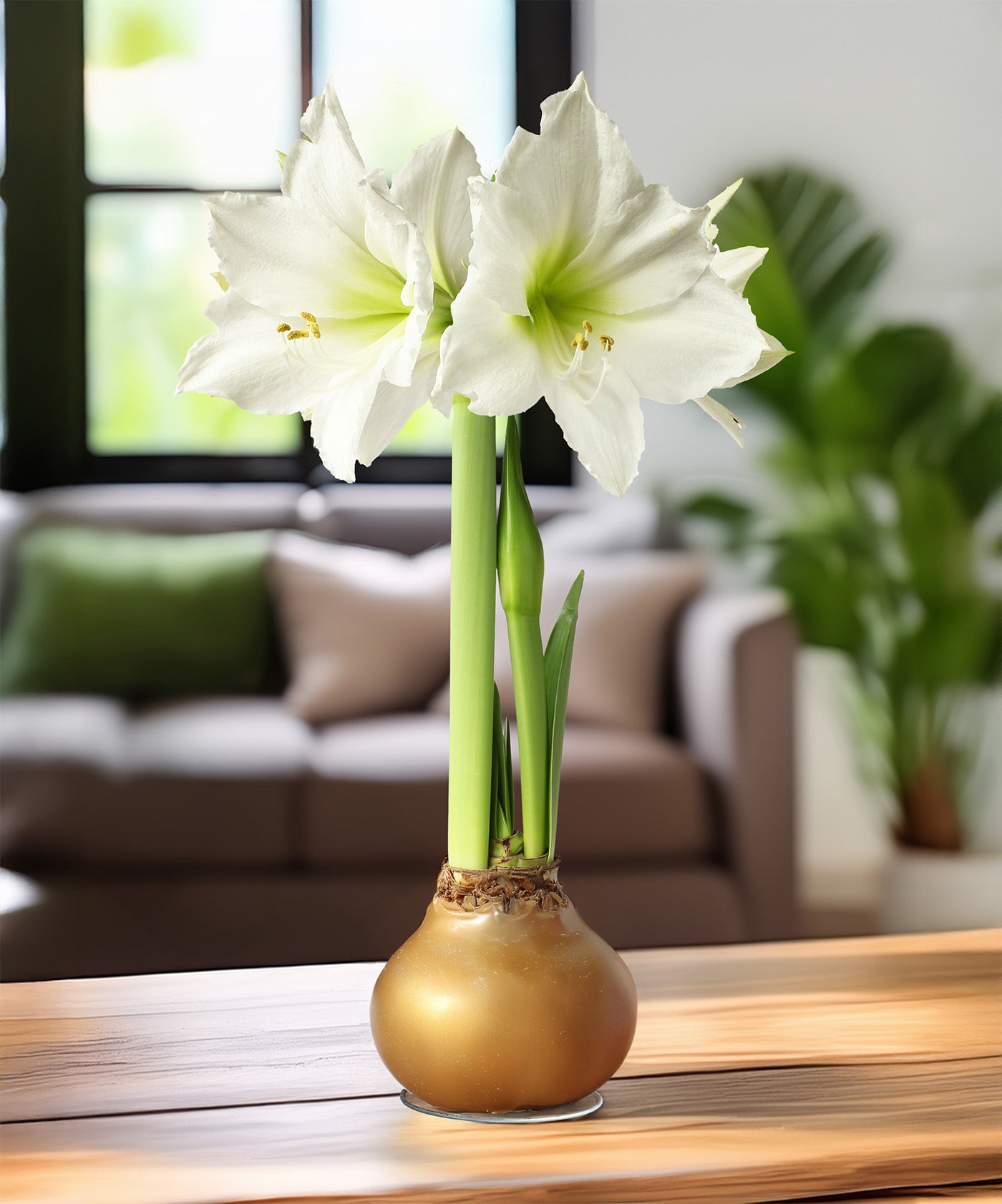 Gold Waxed Amaryllis with White Flower