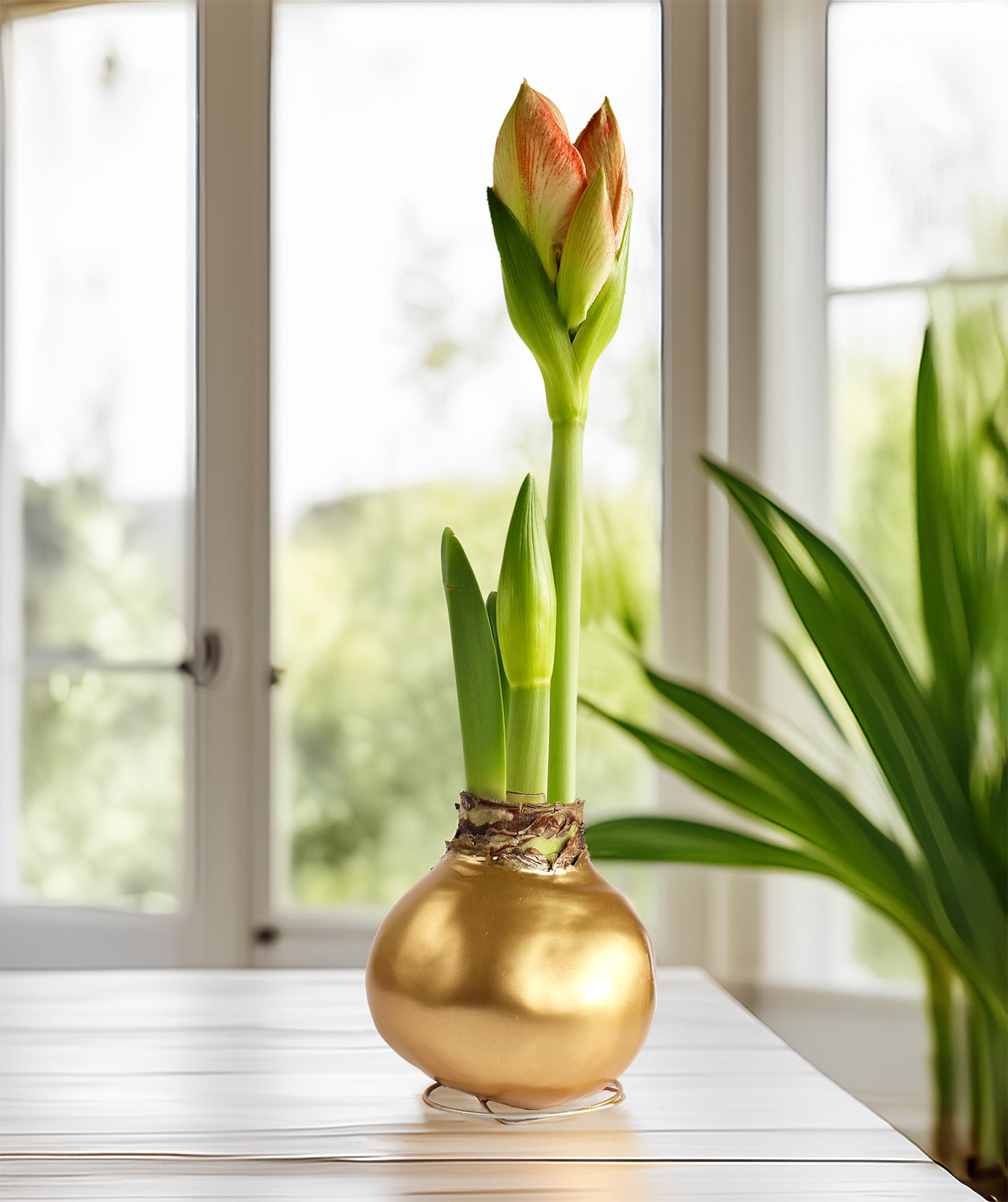 Gold Waxed Amaryllis with Red Flower