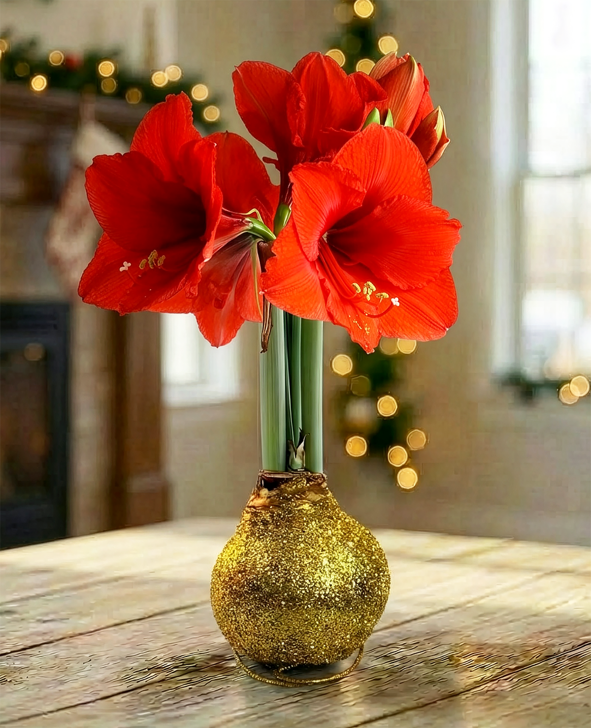 Gold Glitter Waxed Amaryllis with Red Flower