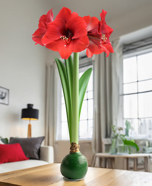 Green Waxed Amaryllis Bulb with Red Flower