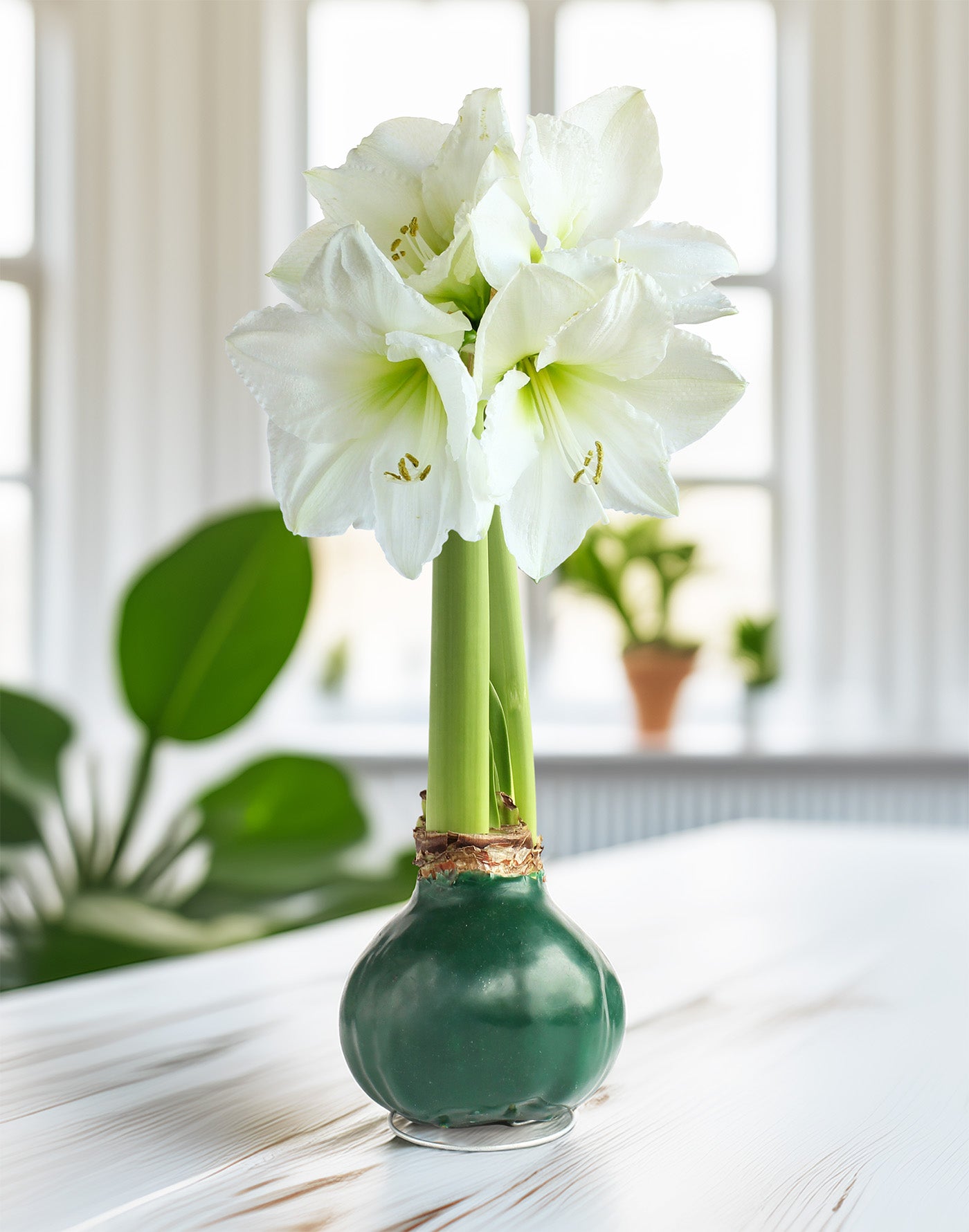 Green Waxed Amaryllis Bulb with White Flower