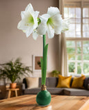 Green Waxed Amaryllis Bulb with White Flower