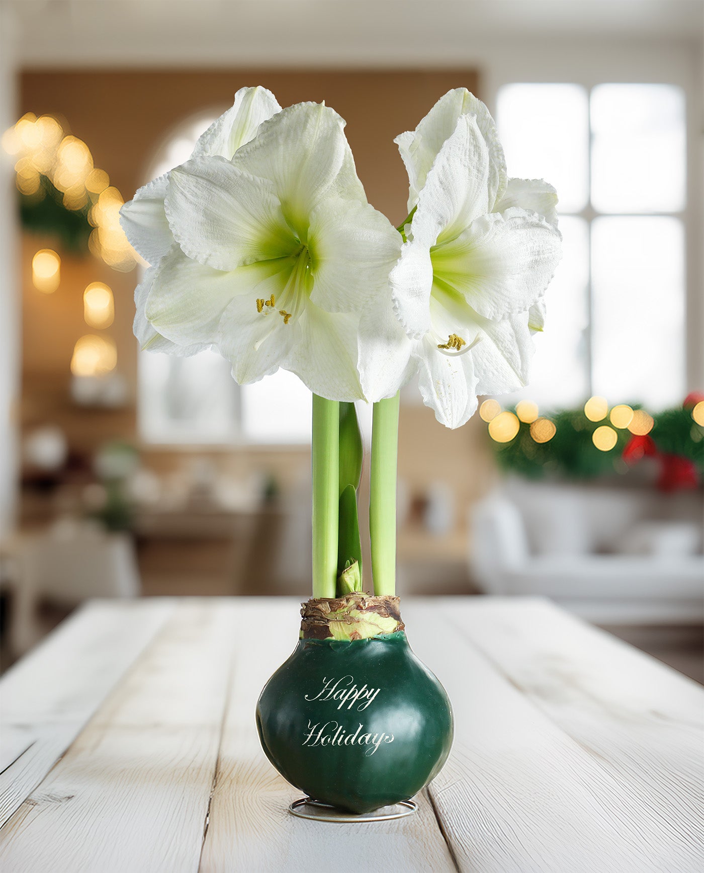 "Happy Holidays" Green Waxed Amaryllis with White Flower