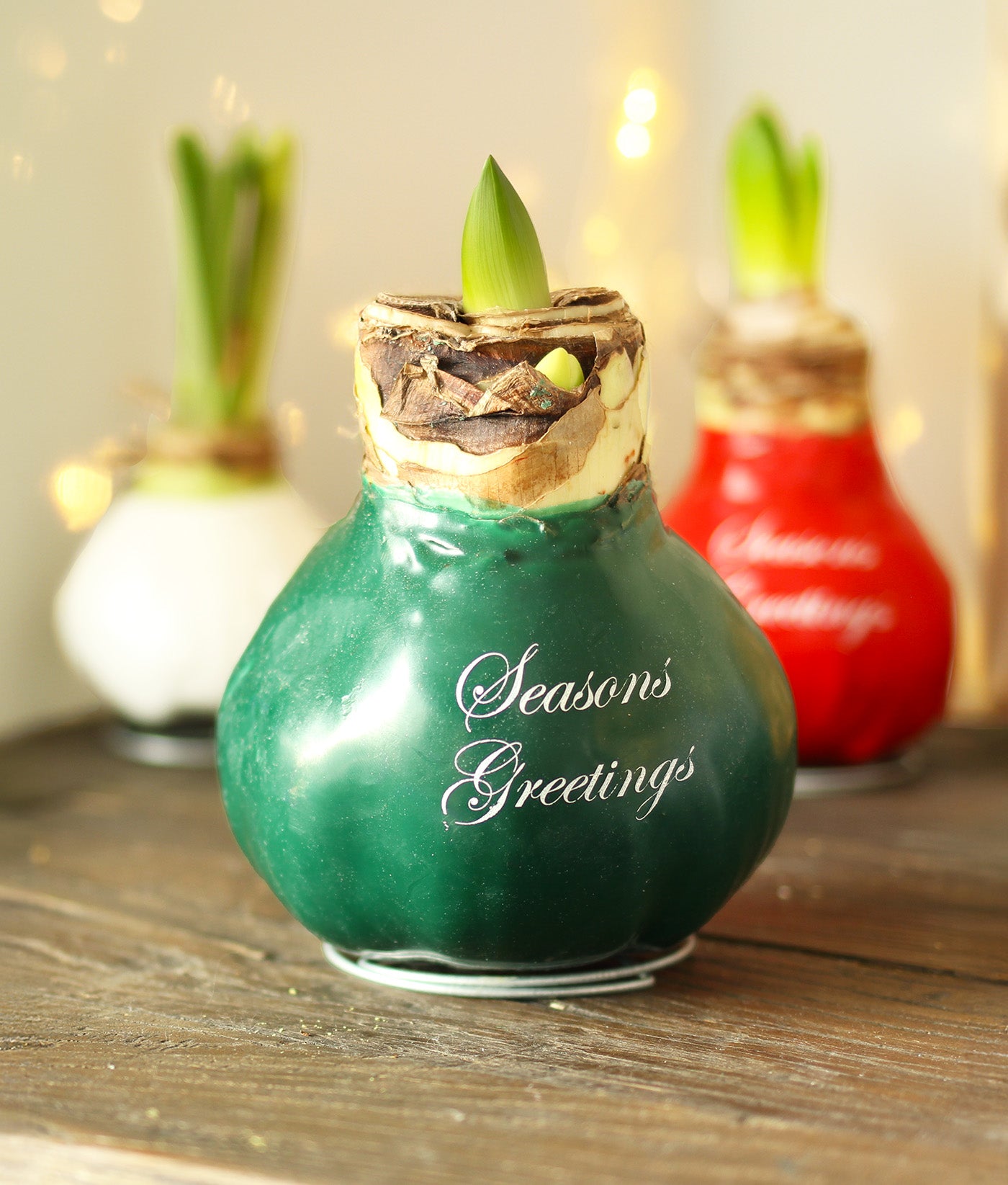 "Season's Greetings" Green Waxed Amaryllis Bulb with White Flower