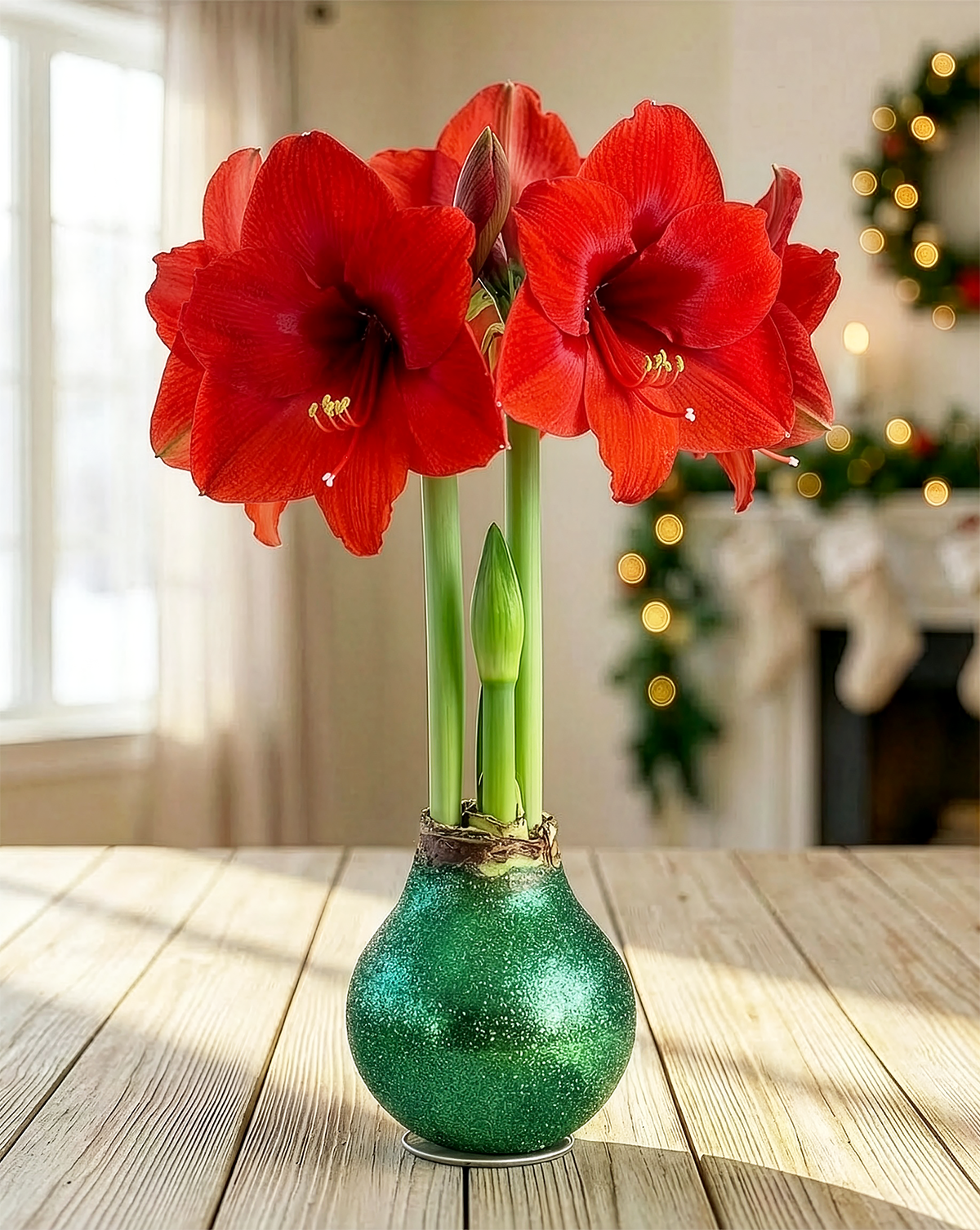 Green Glitter Waxed Amaryllis with Red Flower