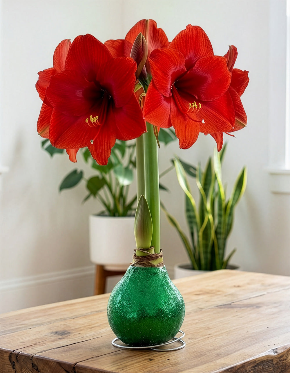 Green Glitter Waxed Amaryllis with Red Flower