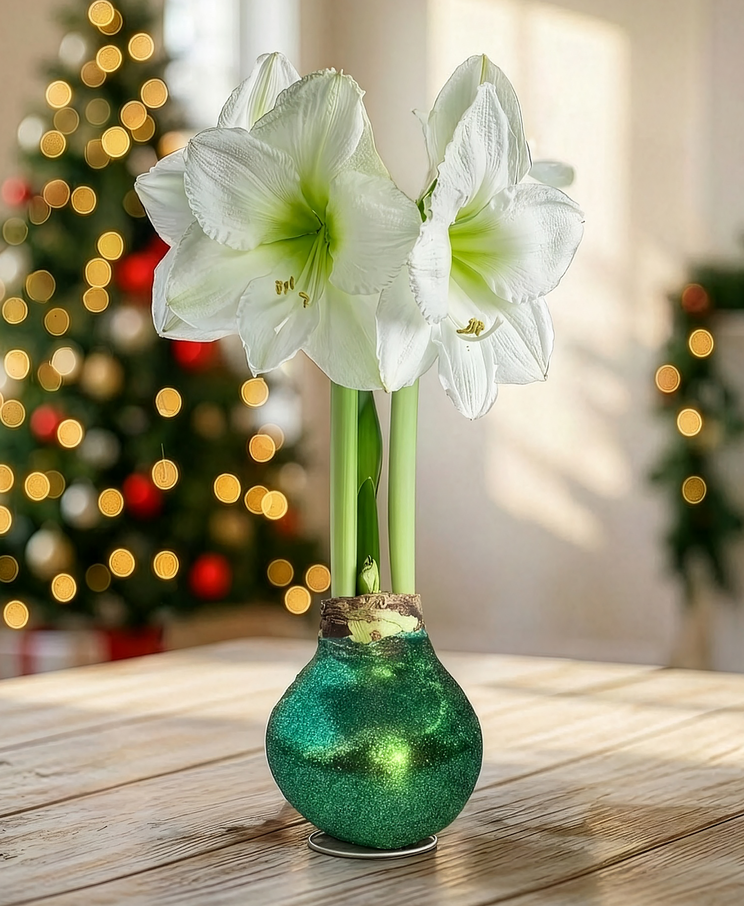 Green Glitter Waxed Amaryllis with White Flower