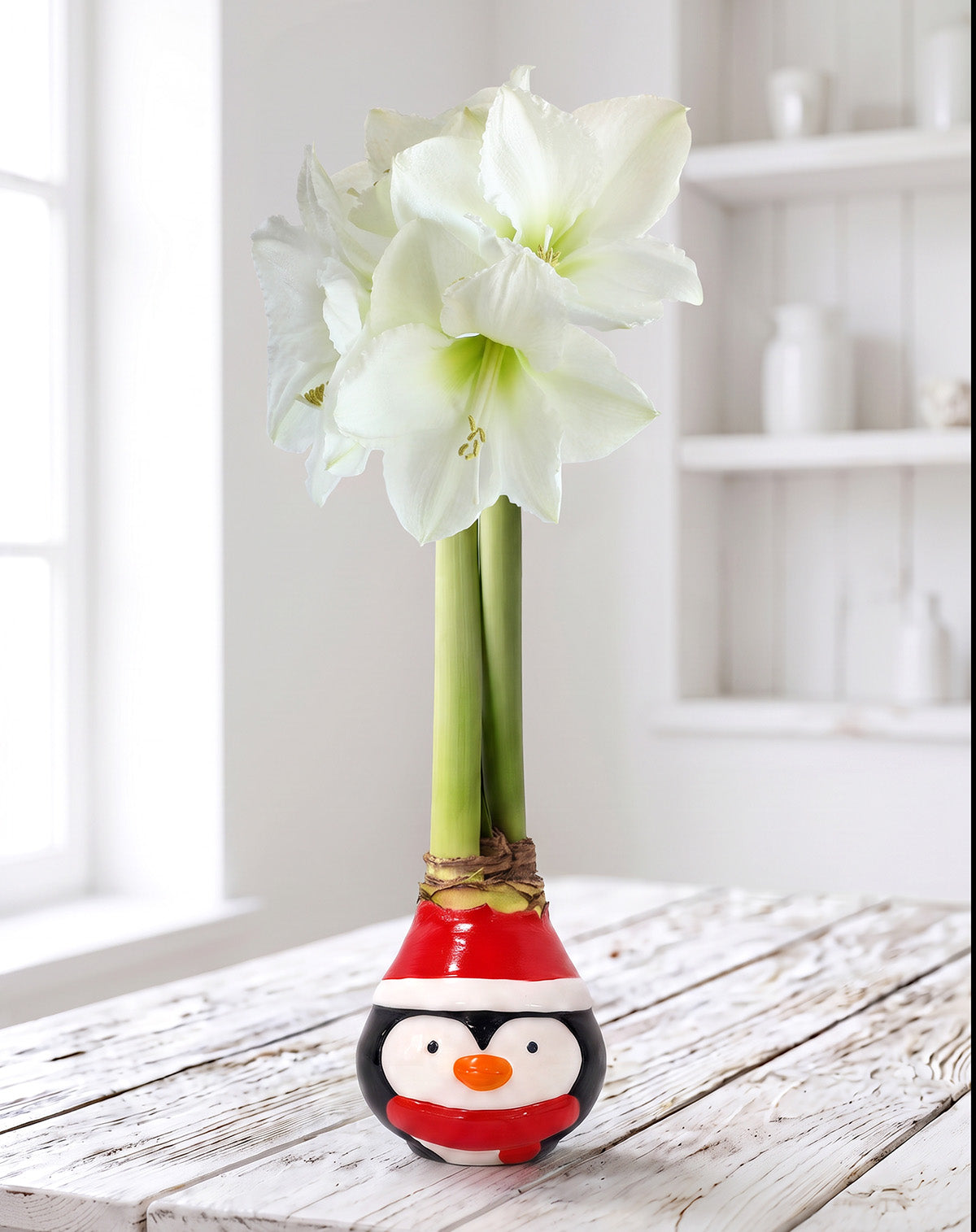 Festive Penguin Waxed Amaryllis with White Flower