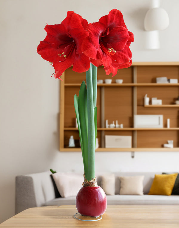 Red Waxed Amaryllis Bulb with Red Flower