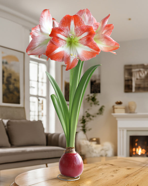 Red Waxed Amaryllis Bulb with Red and White Striped Flower