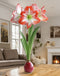 Red Waxed Amaryllis Bulb with Red and White Striped Flower