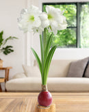 Red Waxed Amaryllis Bulb with White Flower