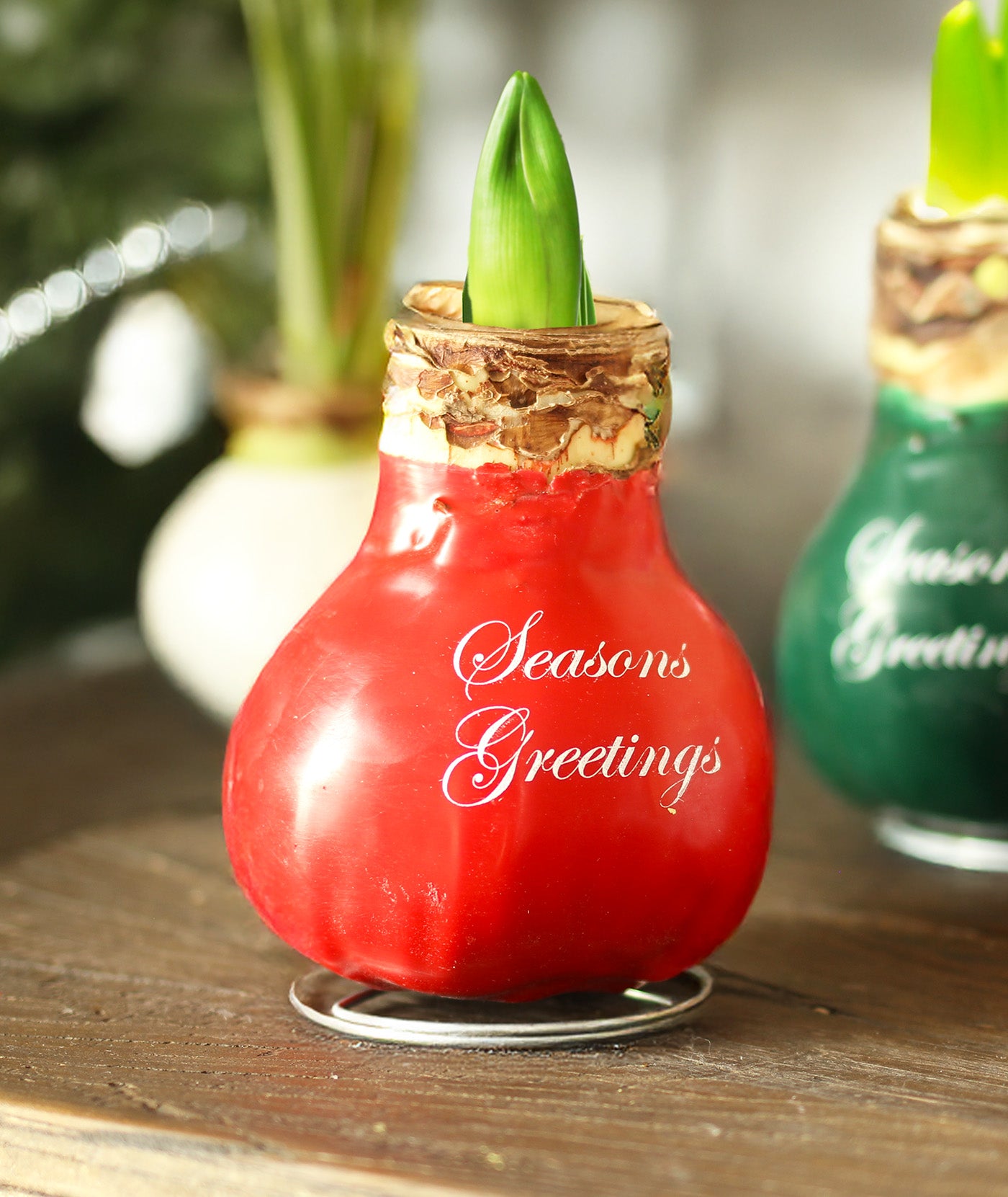 "Season's Greetings" Red Waxed Amaryllis Bulb with Red Flower