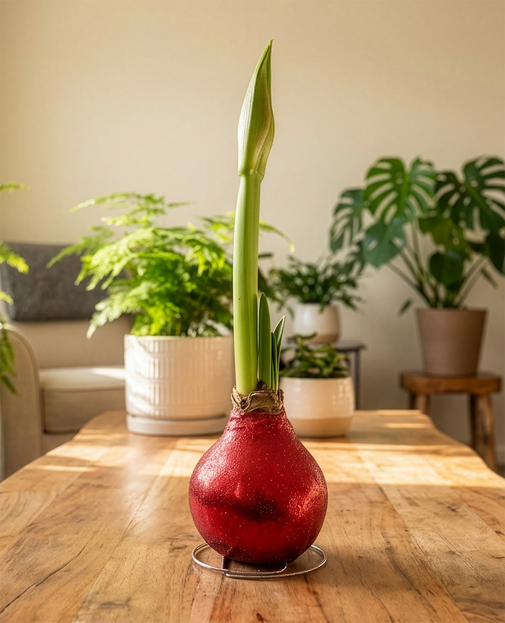 Red Glitter Waxed Amaryllis with Red and White Striped Flower
