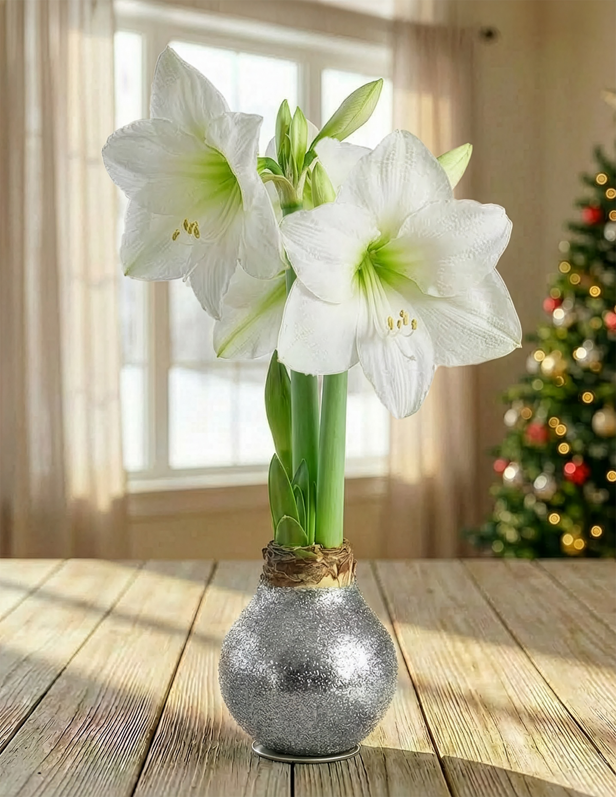 Silver Glitter Waxed Amaryllis with White Flower