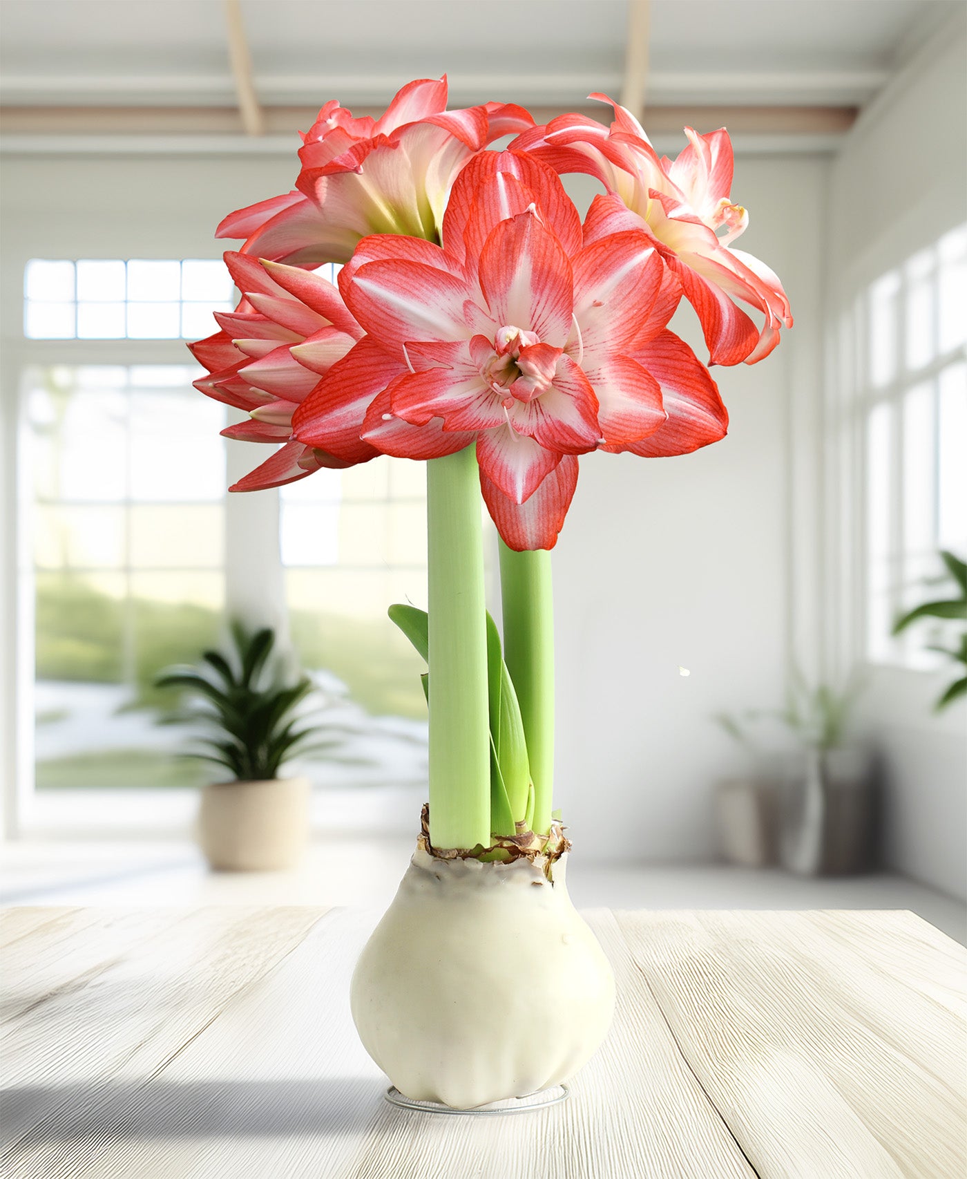 White Waxed Amaryllis with Blossom Peacock Flower