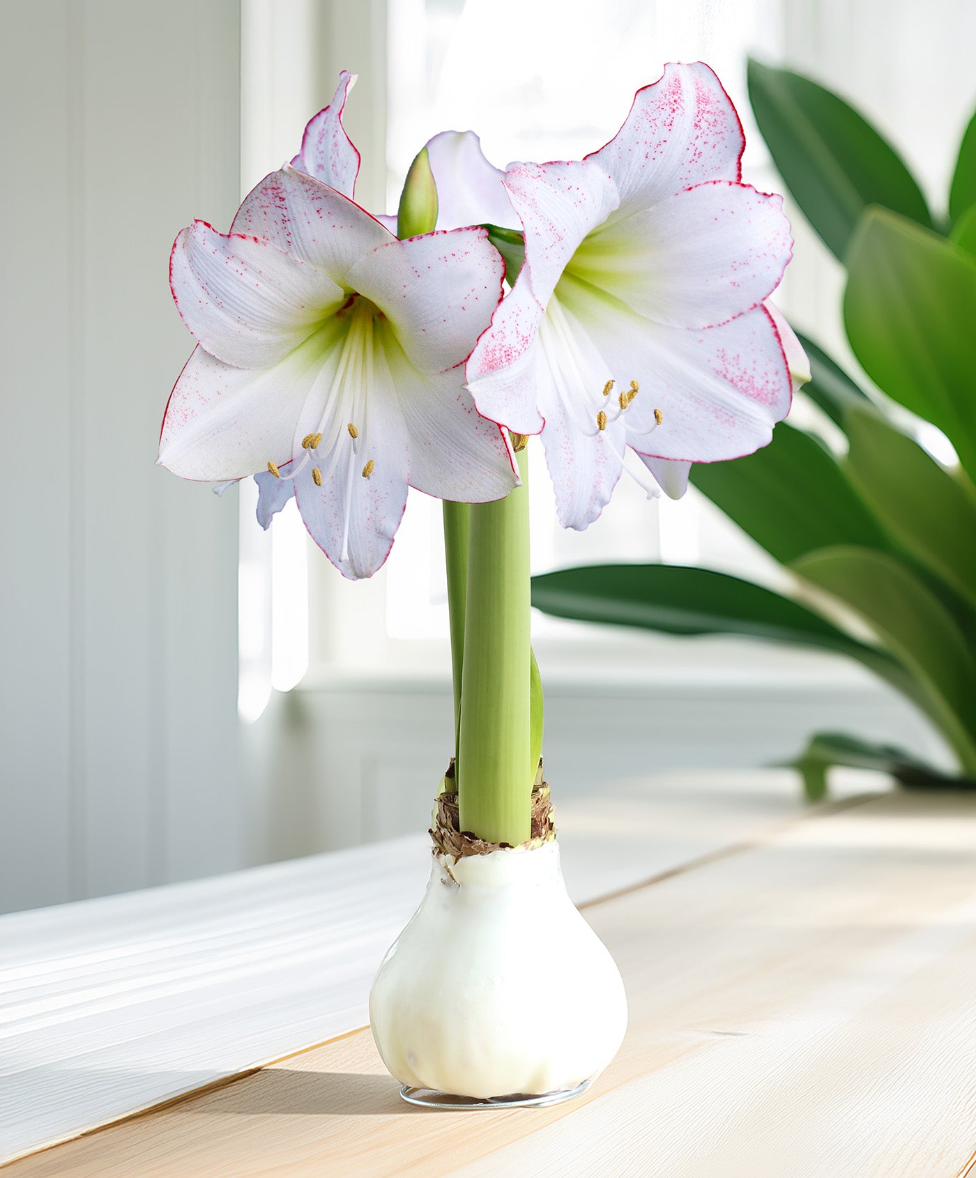 White Waxed Amaryllis with Picasso Flower