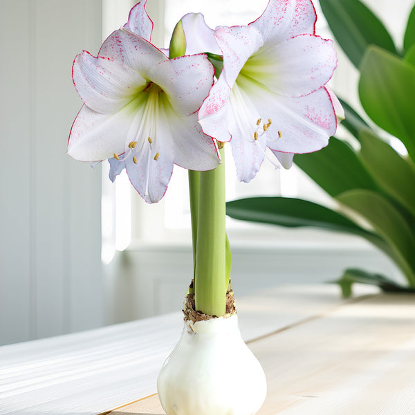 AmaryllisWaxedWhite-