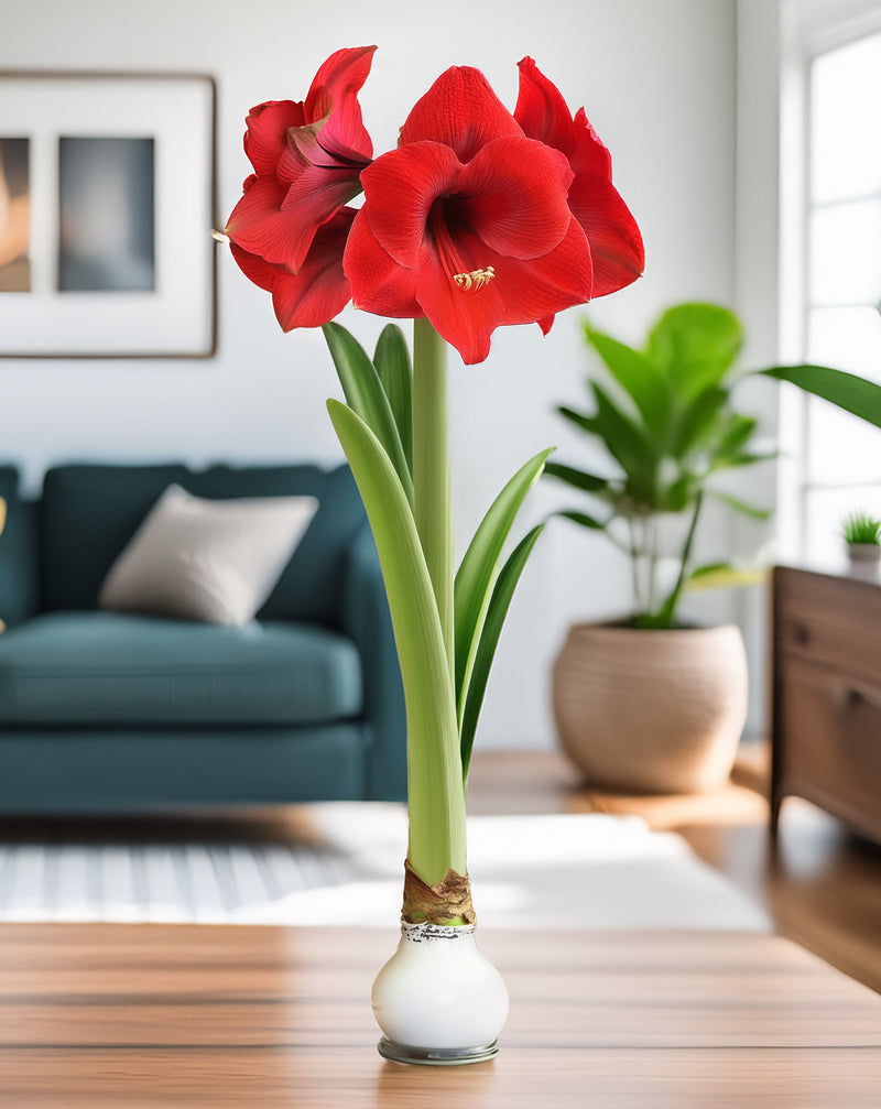 White Waxed Amaryllis Bulb with Red Flower