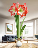 White Waxed Amaryllis Bulb with Red and White Striped Flower