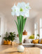 White Waxed Amaryllis Bulb with White Flower