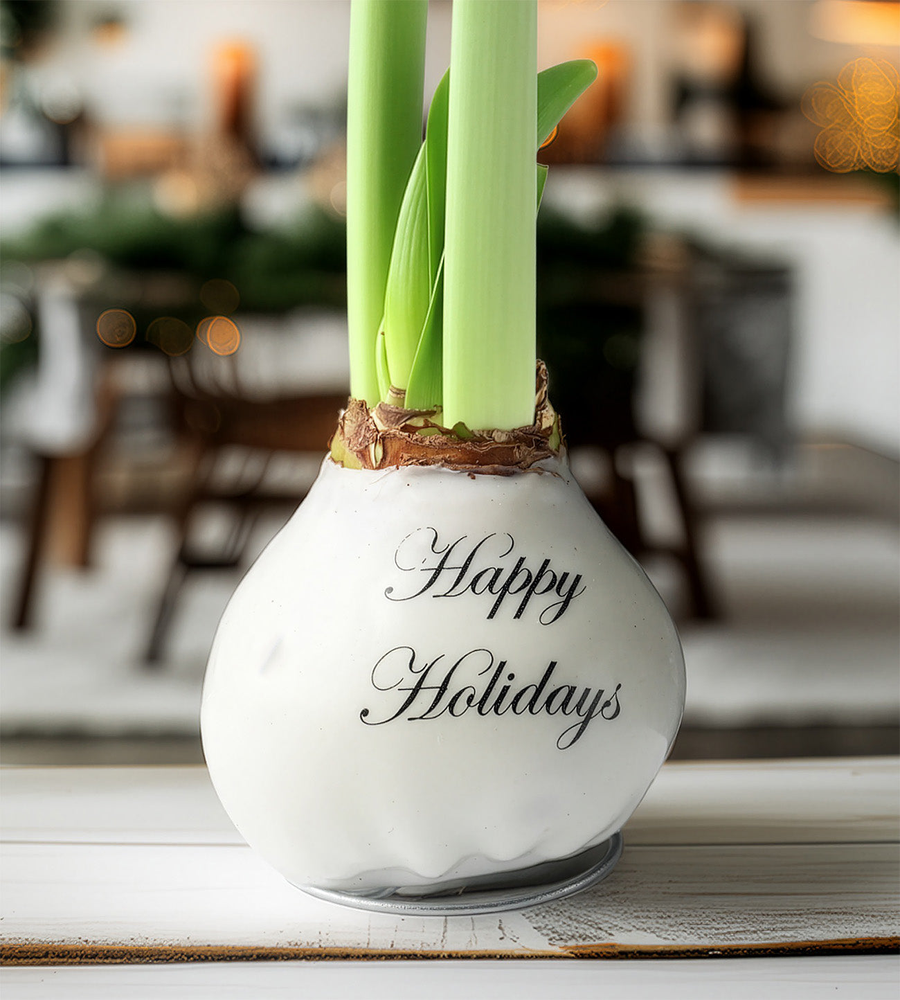 "Happy Holidays" White Waxed Amaryllis with Red Flower