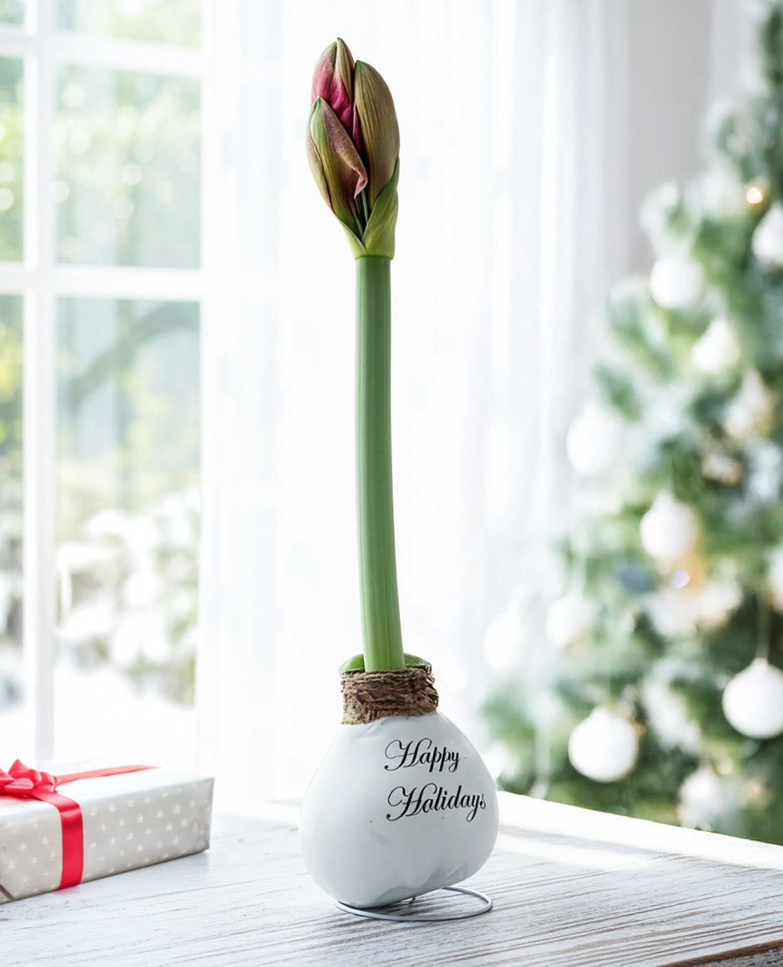 "Happy Holidays" White Waxed Amaryllis with Red Flower
