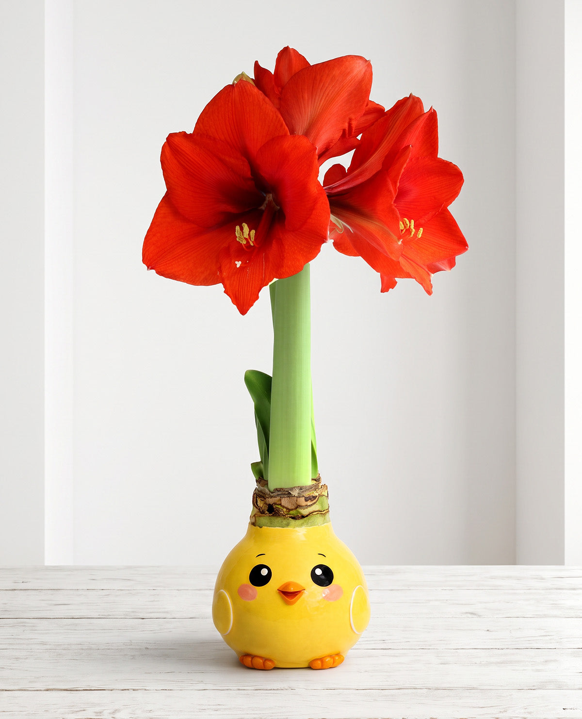 Sunny Chick Waxed Amaryllis with Red Flower
