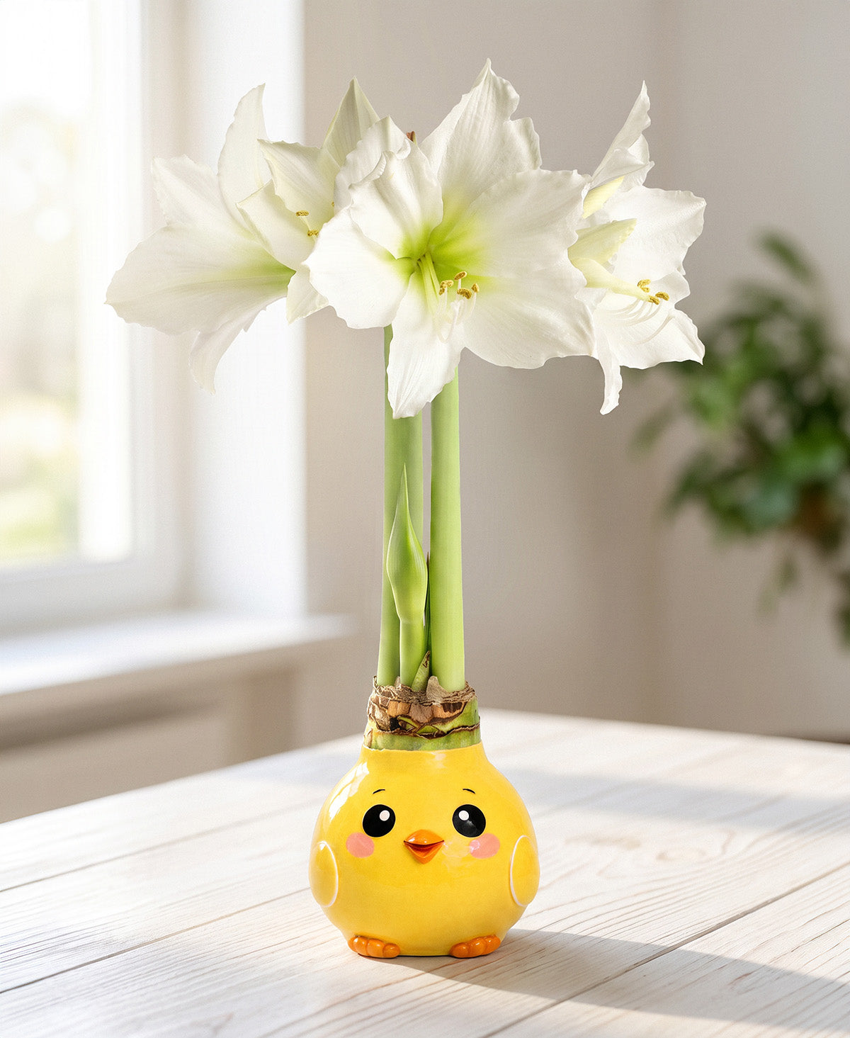 Sunny Chick Waxed Amaryllis with White Flower