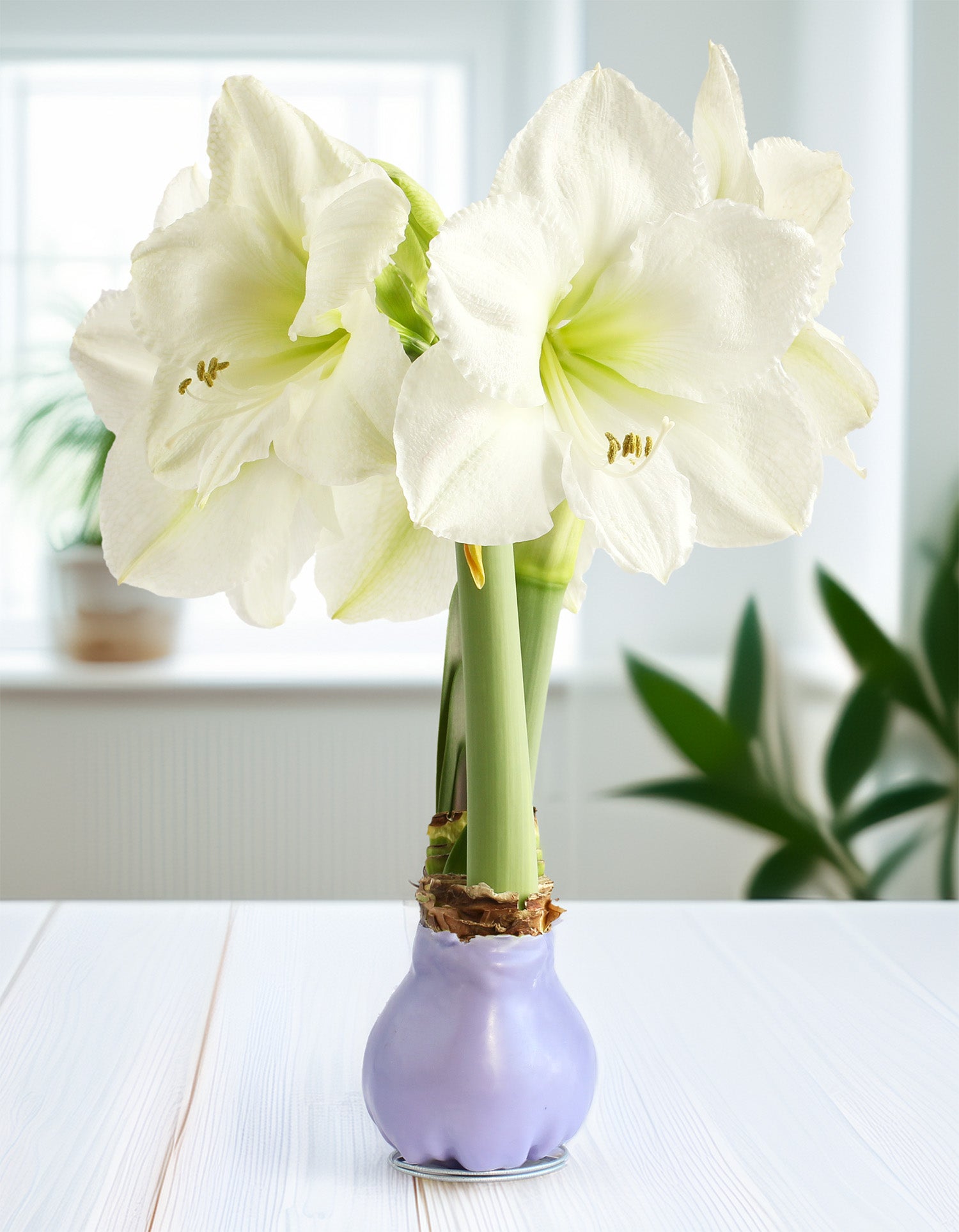 Jumbo Purple Waxed Amaryllis with White Flower