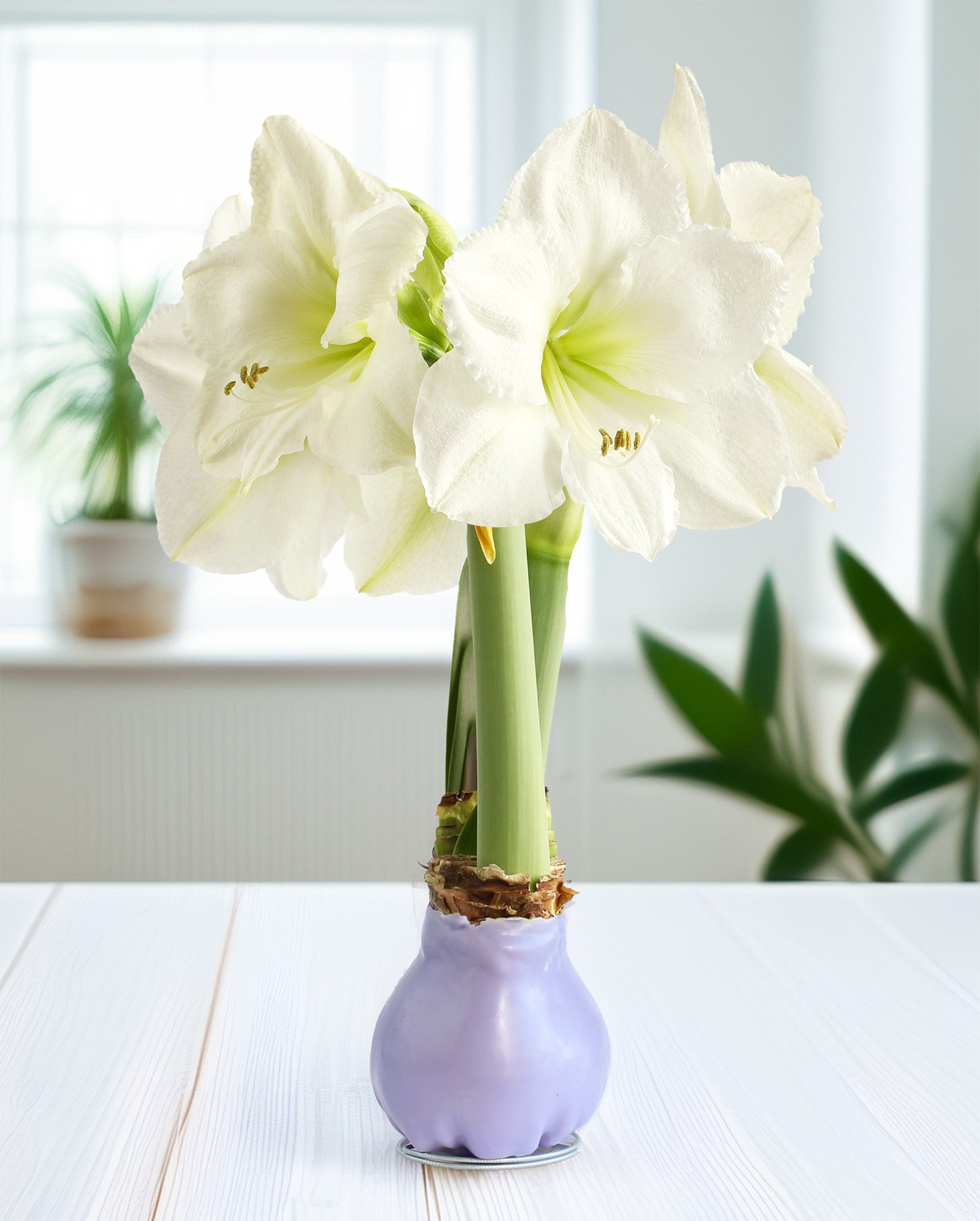 Jumbo Purple Waxed Amaryllis with White Flower