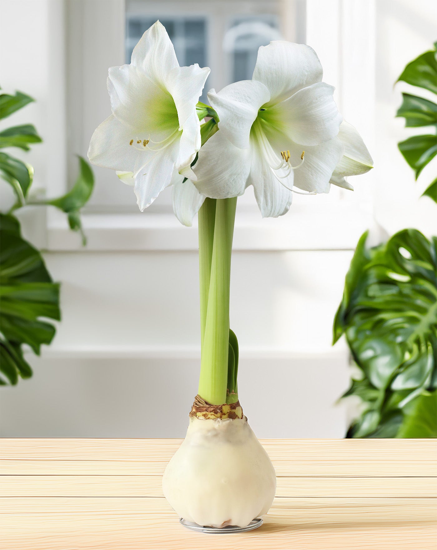 Jumbo White Waxed Amaryllis with White Flower