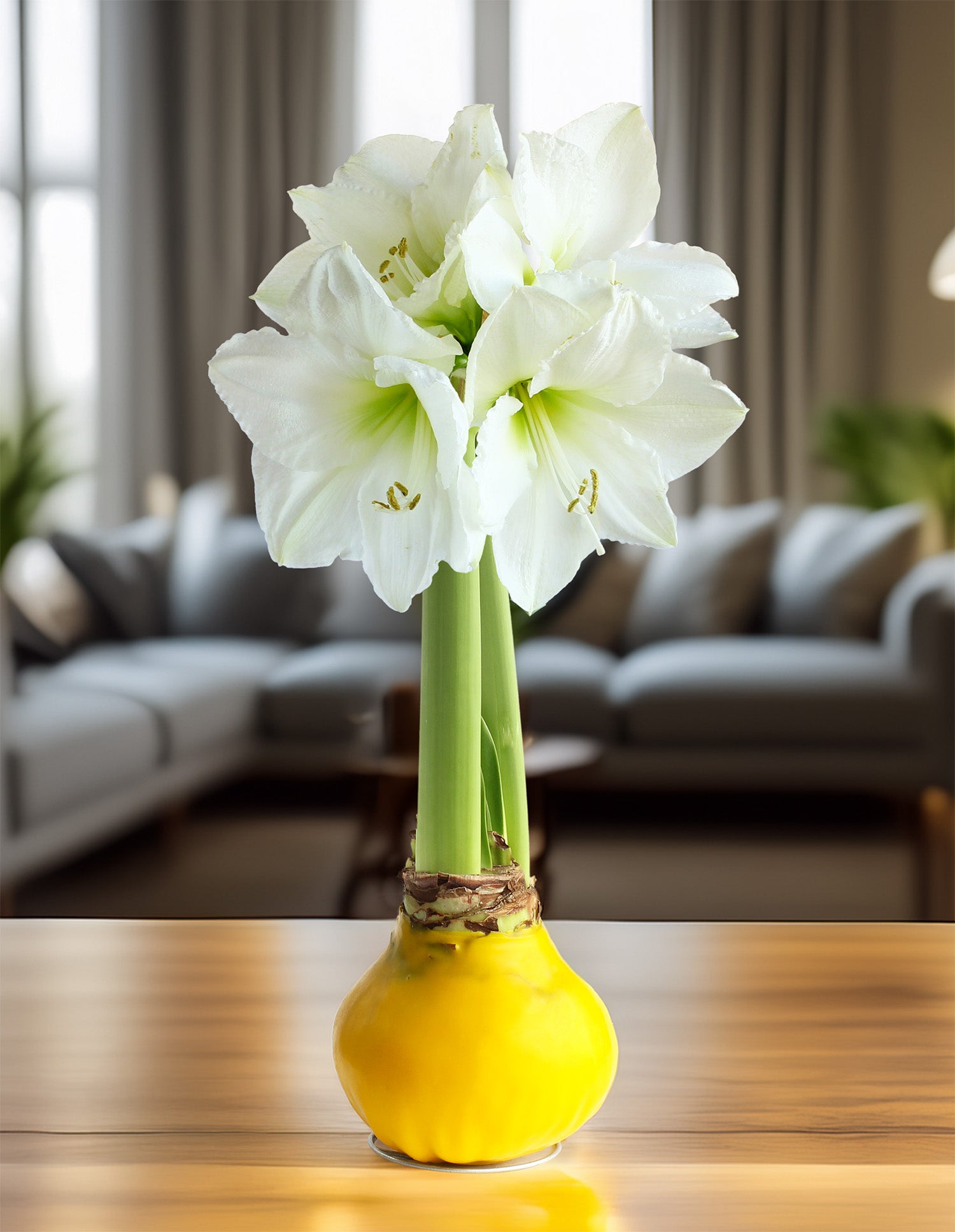 Jumbo Yellow Waxed Amaryllis with White Flower