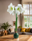 Green Waxed Amaryllis Bulb with White Flower