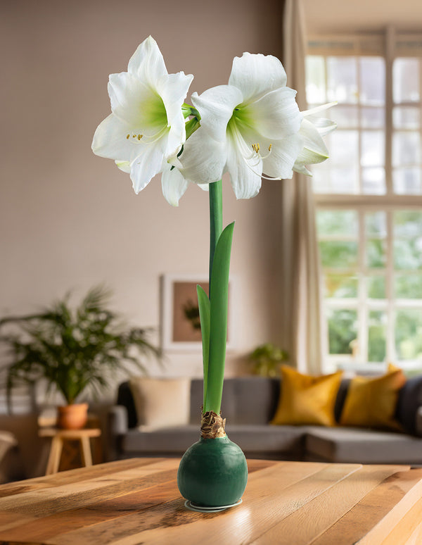 Green Waxed Amaryllis Bulb with White Flower