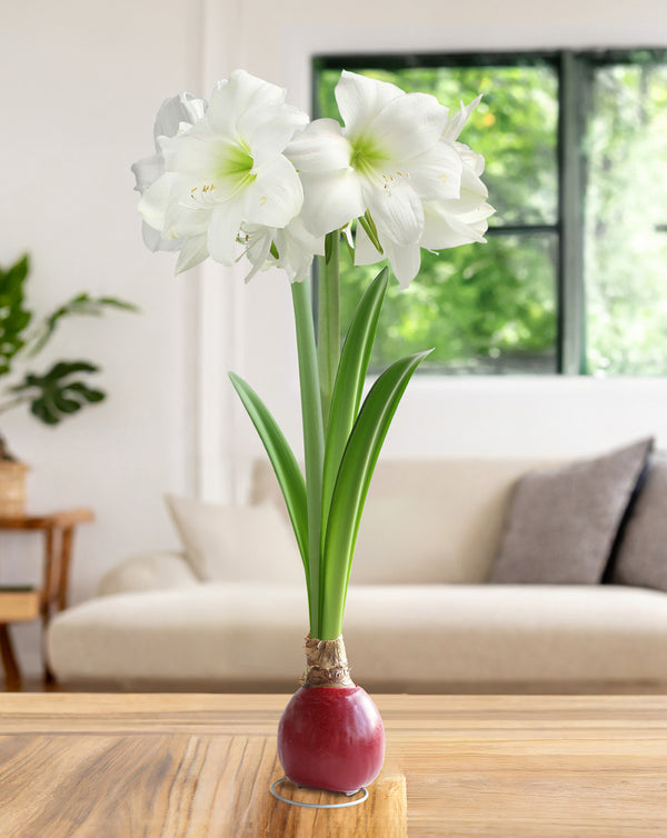 Red Waxed Amaryllis Bulb with White Flower