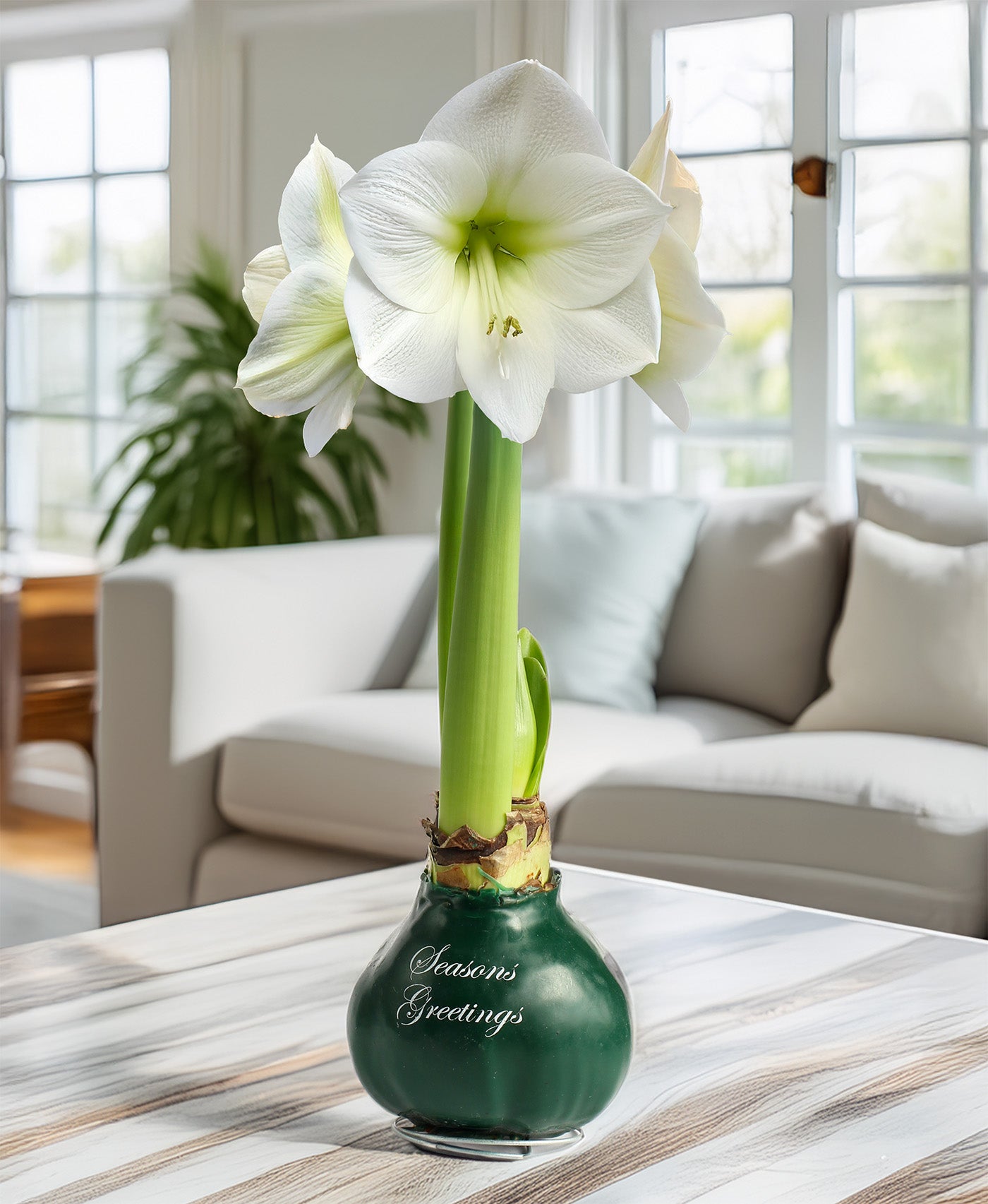 "Season's Greetings" Green Waxed Amaryllis Bulb with White Flower