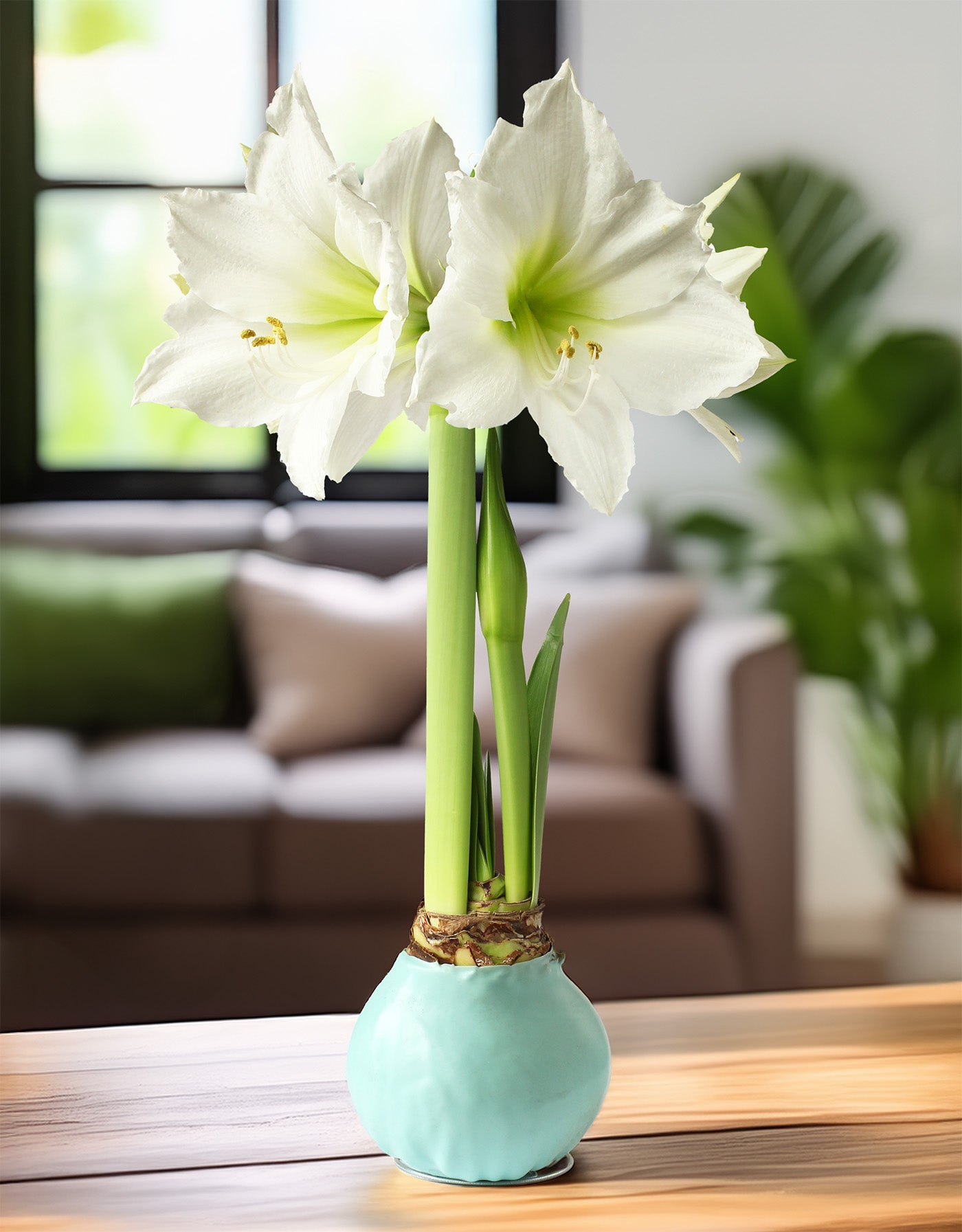 Jumbo Light Blue Waxed Amaryllis with White Flower