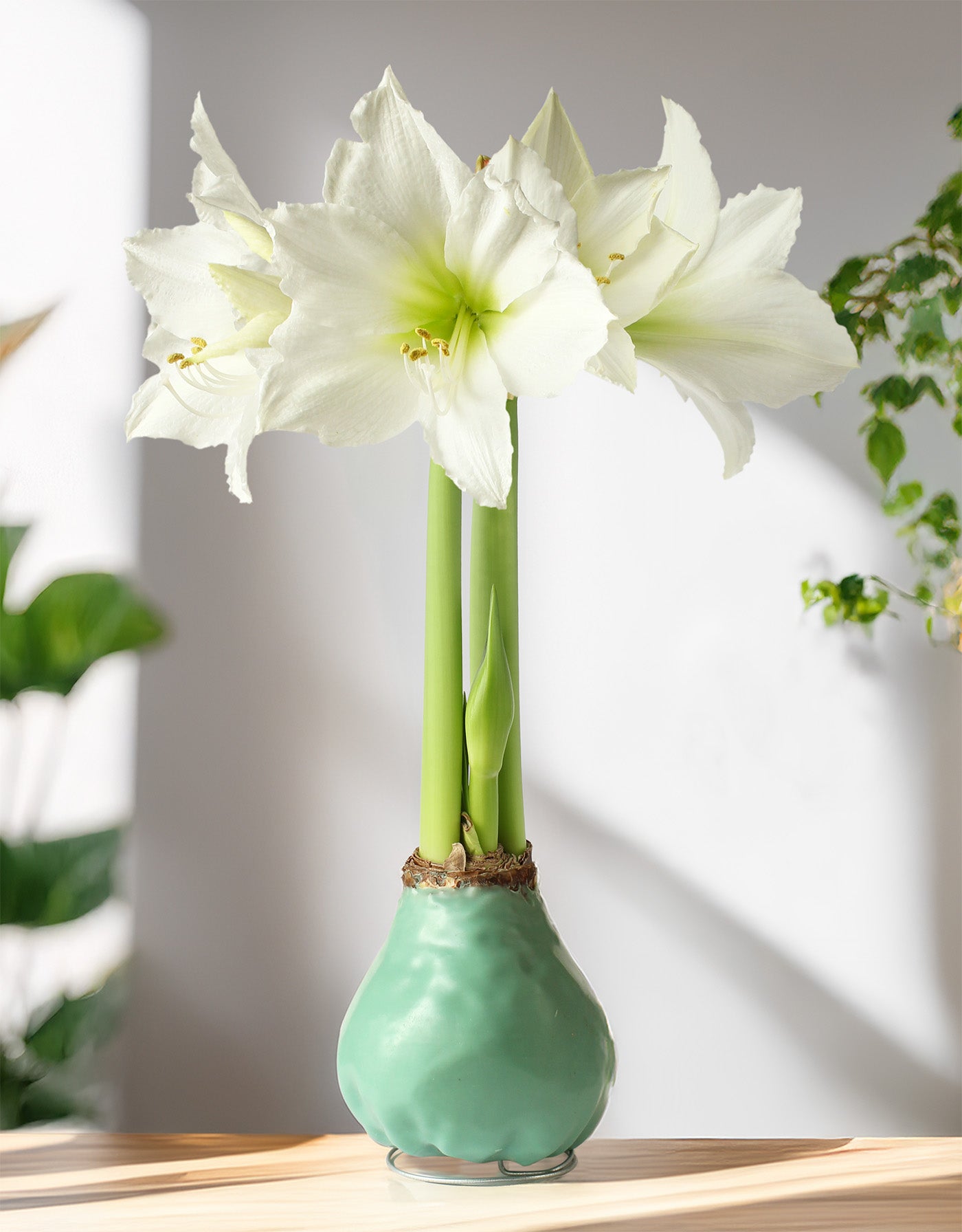 Jumbo Light Green Waxed Amaryllis with White Flower