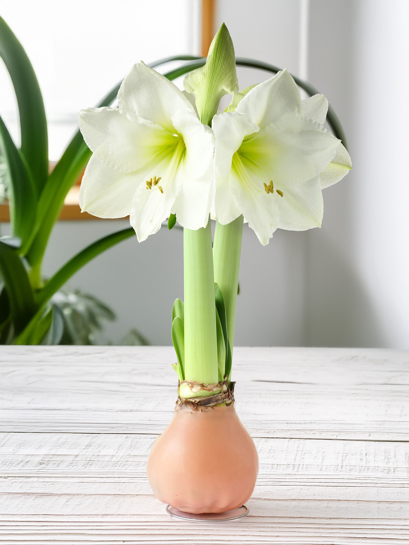 Jumbo Light Pink Waxed Amaryllis with White Flower