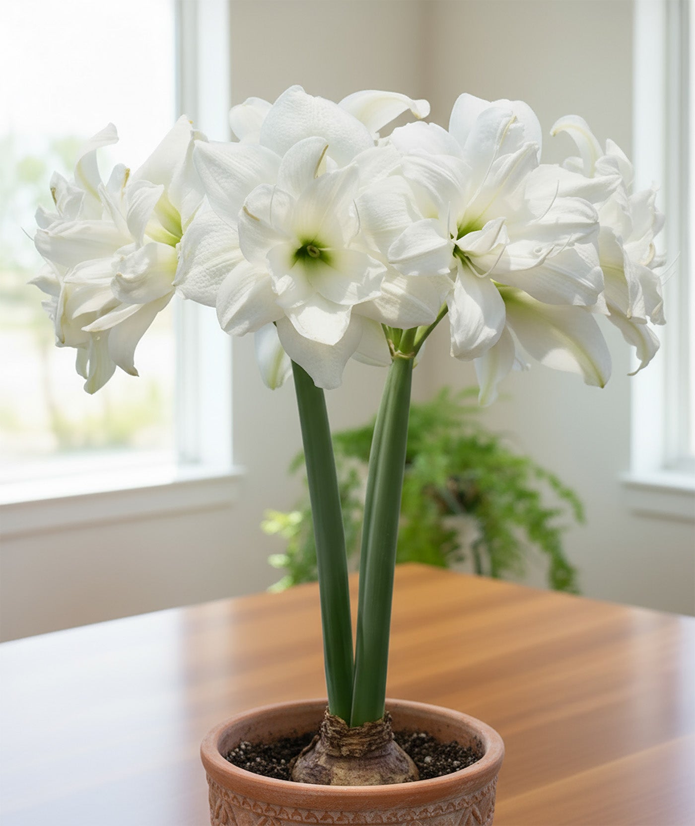 Double Snow Amaryllis - 40+ cm bulb