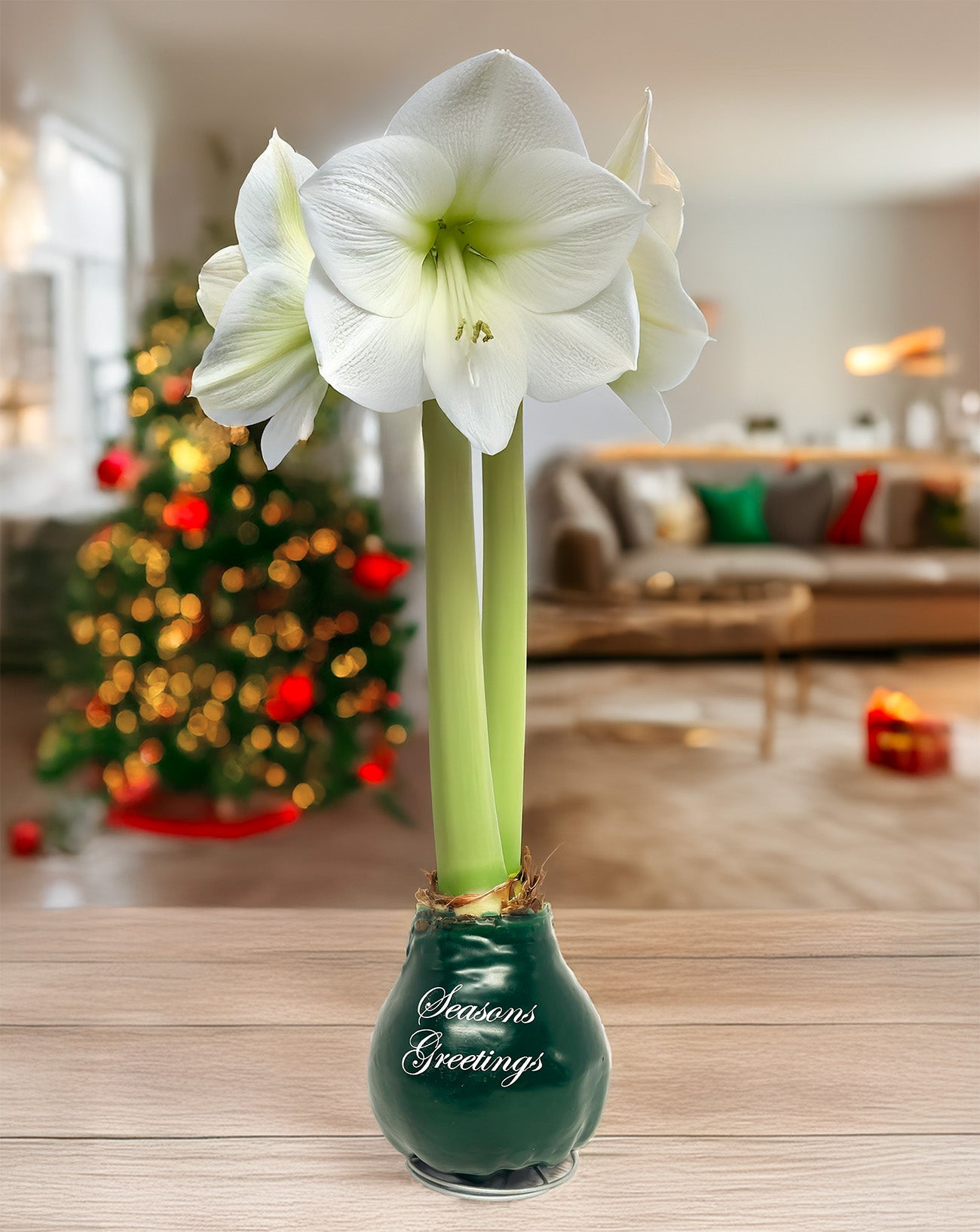 "Season's Greetings" Green Waxed Amaryllis Bulb with White Flower