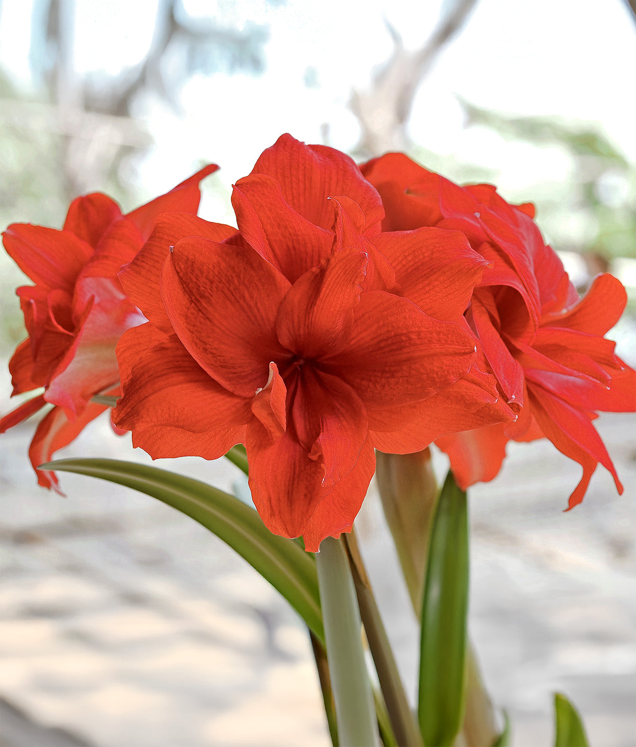 Double Red Amaryllis - 40+ cm bulb