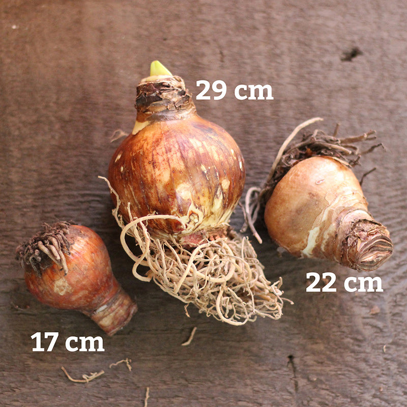 Picotee Amaryllis - 24-26 cm bulb