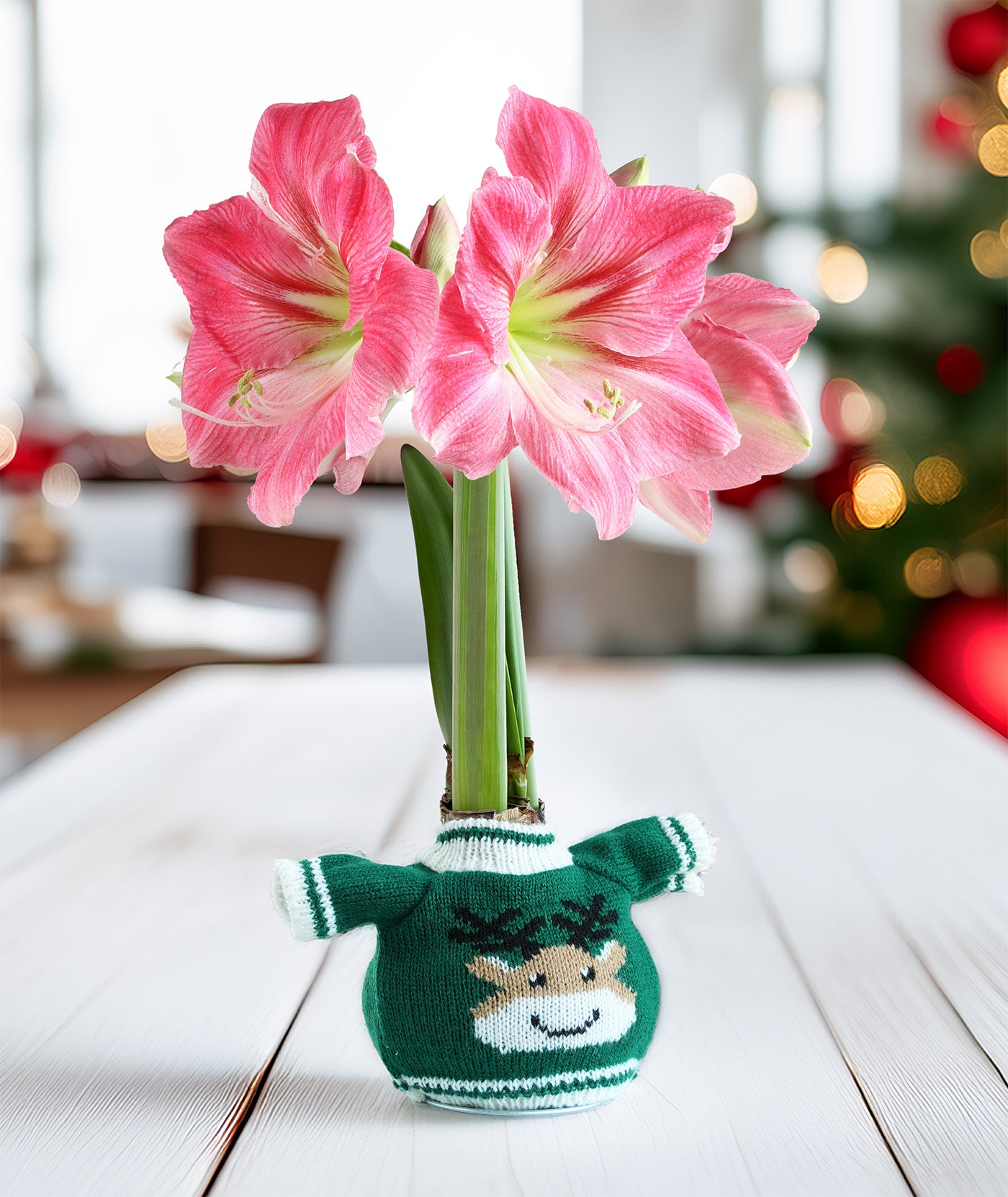 Reindeer Sweater Amaryllis with Pink Flower