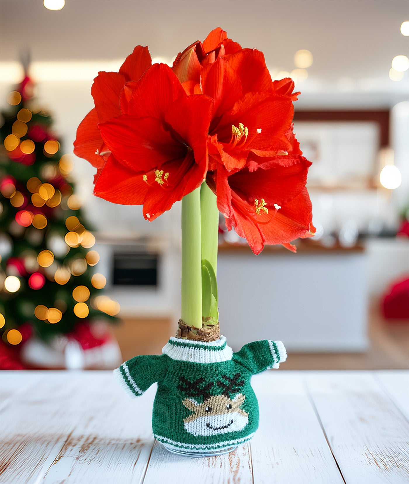 Reindeer Sweater Amaryllis with Red Flower