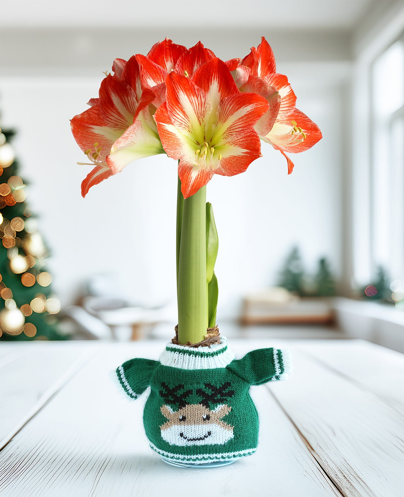 Reindeer Sweater Amaryllis with Red and White Flower