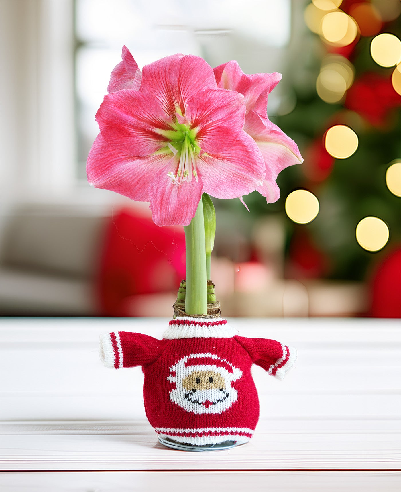 Santa Sweater Amaryllis with Pink Flower