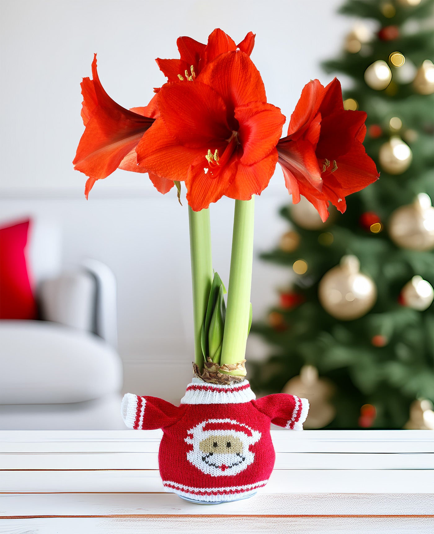 Santa Sweater Amaryllis with Red Flower